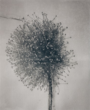 Chainey_Lonely-and-Blue-Onion-Flower_Albany.jpg