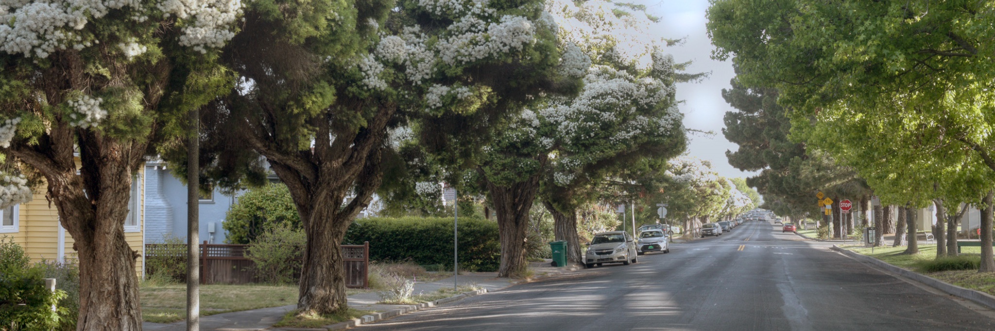 MasonicTrees.jpg
