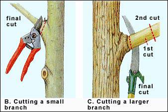 Demonstration of pruning