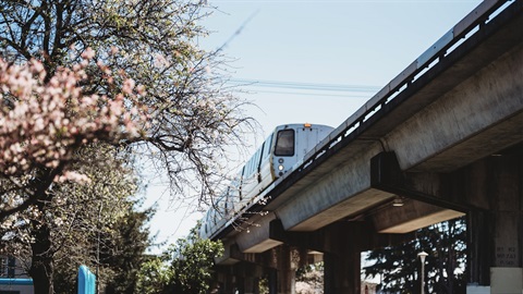 BART + tree.jpg