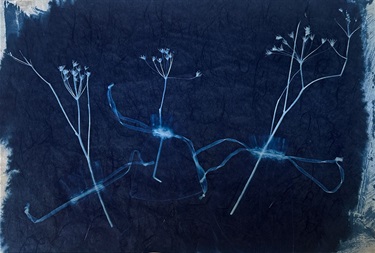 An image of Susan Chainey's photo title 