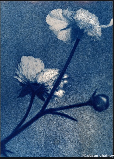 An image of Susan Chainey's photo title 