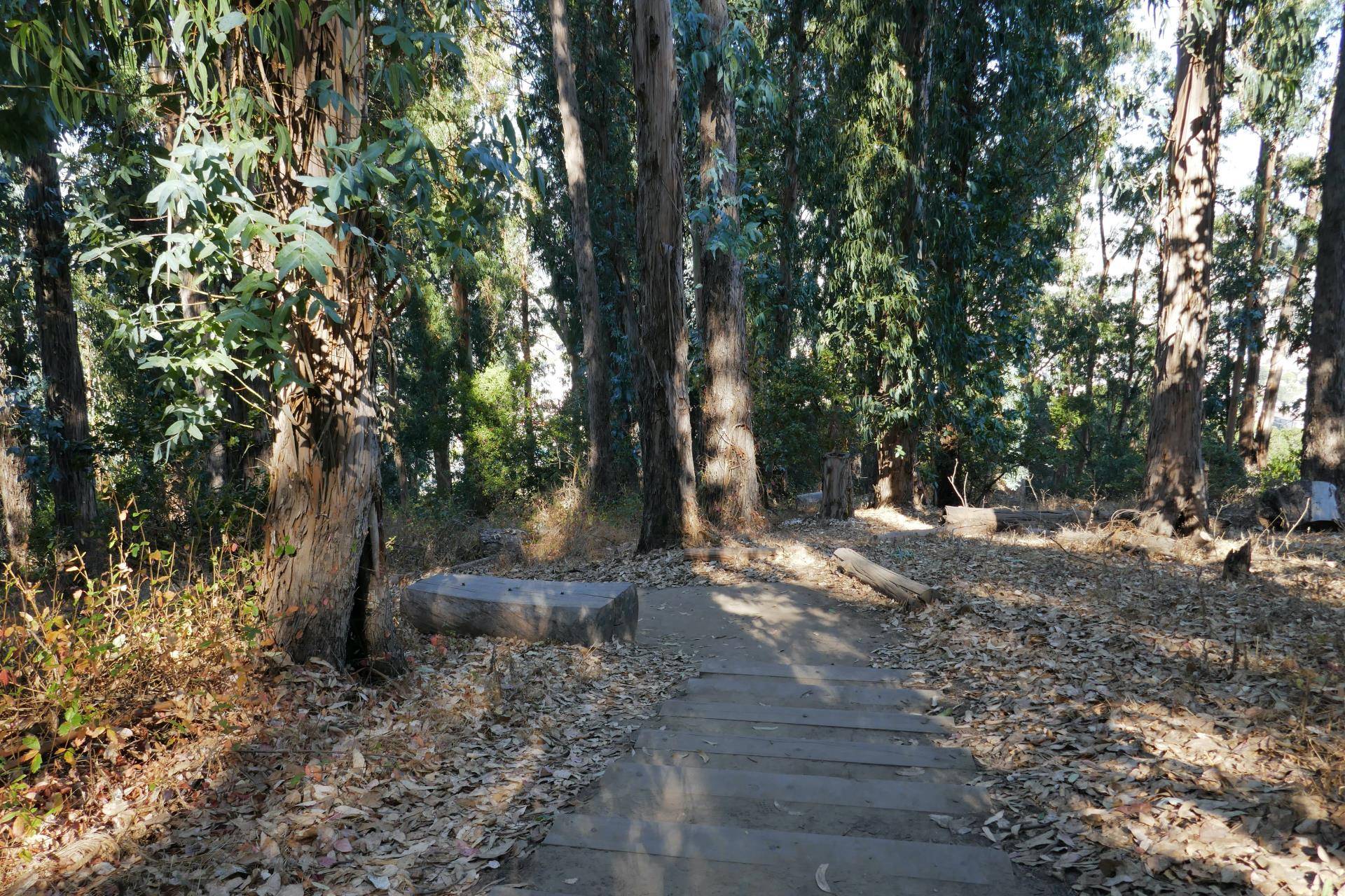 Albany Hill forest path