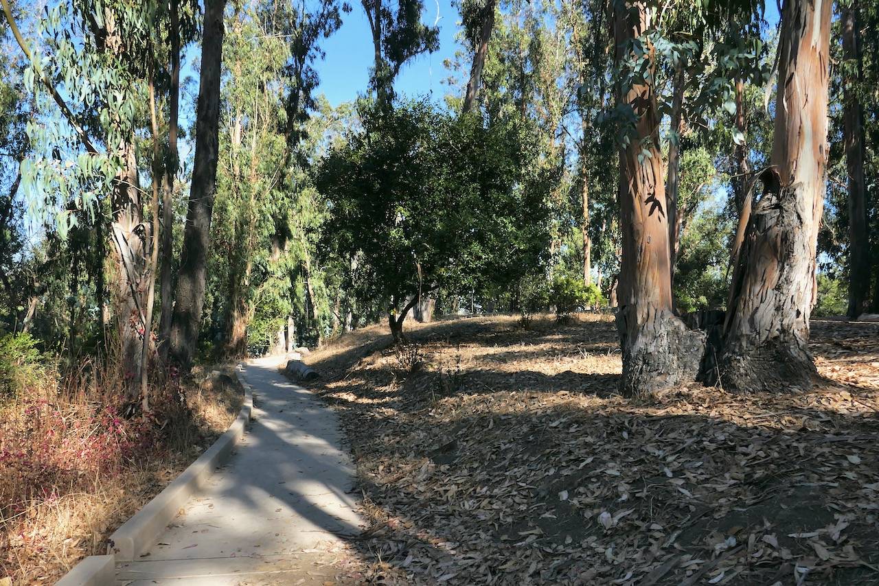 Path through Albany Hill Forest
