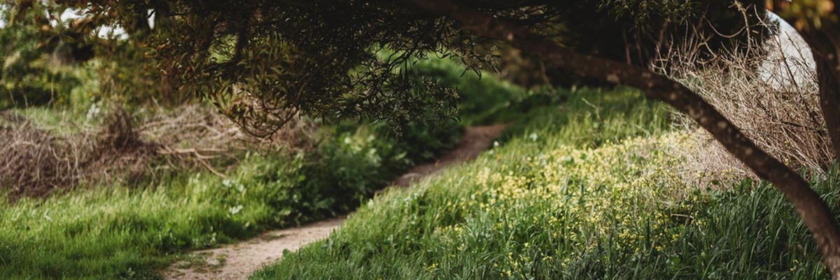 Albany-Bulb-trail.jpg