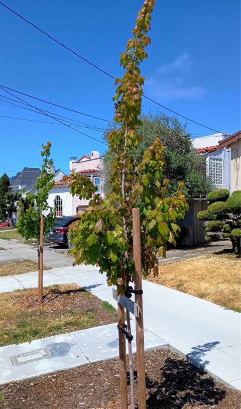 footpath-trees.jpg